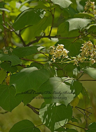 Platanus occidentalis  AMERICAN SYCAMORE~ 8015346z