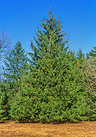 Picea abies  NORWAY SPRUCE 215005z