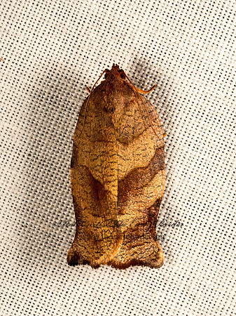 Choristoneura rosaceana  OBLIQUE-BANDED LEAFROLLER 9050036z