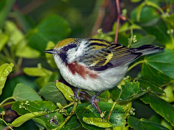 Setophaga pennsylvanica  CHESTNUT-SIDED WARBLER 4001042 z