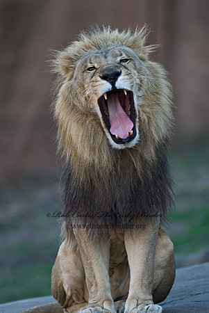 Panthera leo  AFRICAN LION  6018749z