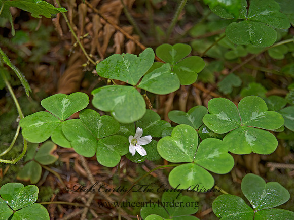 Oxalis oregna  REDWOOD SORREL 9059214z