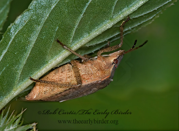 Euschistus variolarus 6015895z