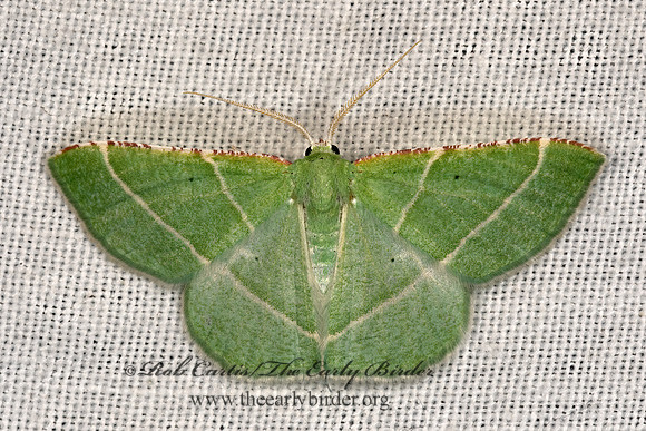 Dichordophora phoenix  PHOENIX EMERALD 3038987z