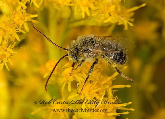 Melissodes (Eumelissodes) tp2  LONG-HORNED BEE  9053435z