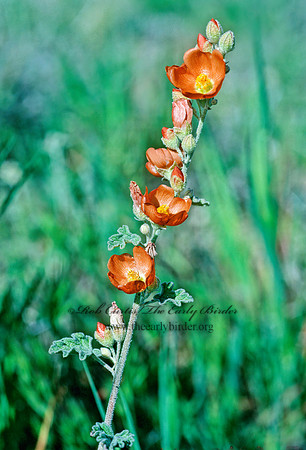 Sphaeralcea ambigua  DESERT GLOBEMALLOW 122516z