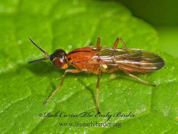 Loxocera cylindrica  RUST FLY 8017205z