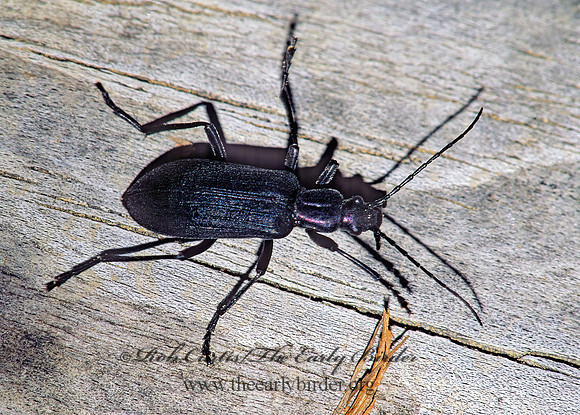 Ditylus gracilis 133134z