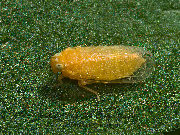 Myndus fulvus 5009538z