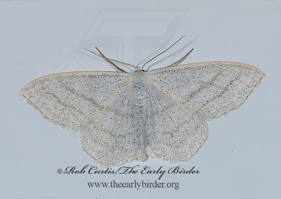Scopula ancellata  ANGLED WAVE 6027716z