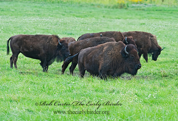 Bison bison  BISON 8023882z