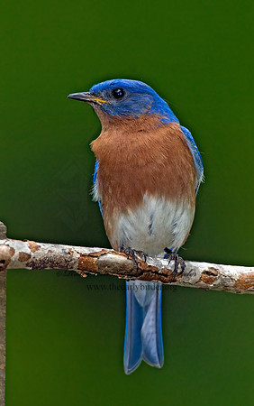 Sialia sialis  EASTERN BLUEBIRD 6003795z