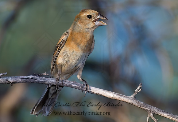 Guiraca caerulea  BLUE GROSBEAK 7008230z