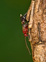 Chirotica PHYGADEUONTINI ICHNEUMON 9049576z