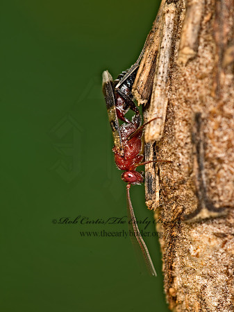 Chirotica  PHYGADEUONTINI ICHNEUMON 9049576z