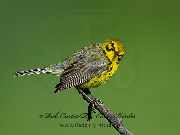 Setophaga discolor = PRAIRIE WARBLER  9023610z