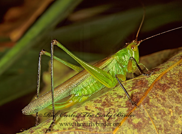 Orchelimum nigripes  BLACK-LEGGED MEADOW KATYDID  115502z