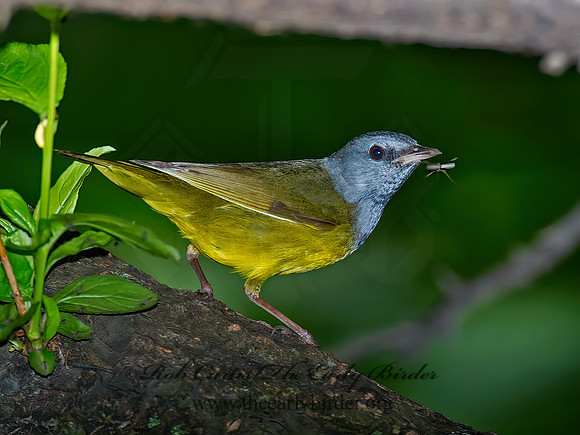 Geothlypis philadelphia  MOURNING WARBLER 9022936z