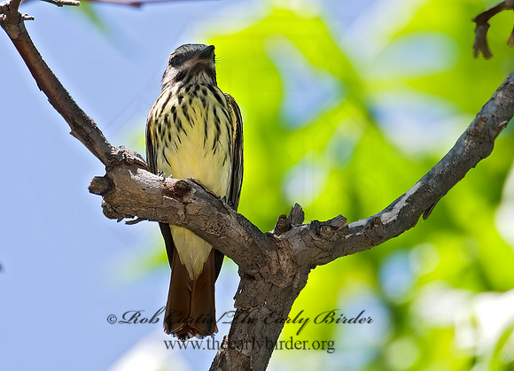 Myiodynastes luteiventris  SULPHUR-BELLIED FLYCATCHER 7007961z