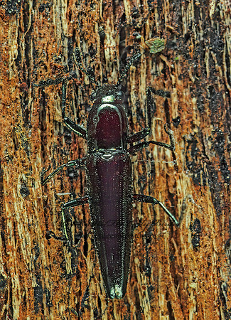 Dasydactylus cnici 89603z