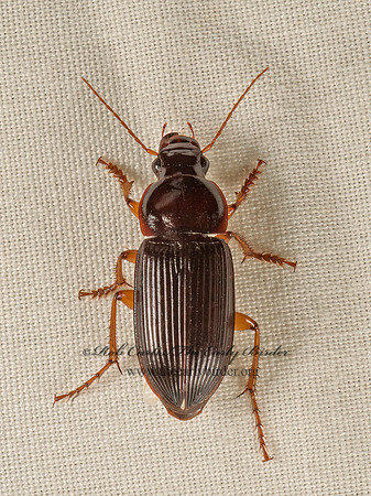Notiobia sayi~  HARPALINI GROUND BEETLE  9048240z
