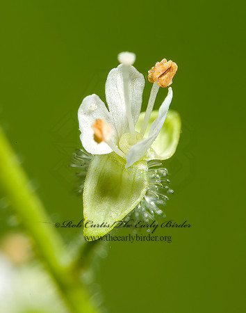 Circaea lutetiana  ENCHANTER'S NIGHTSHADE 5010419z
