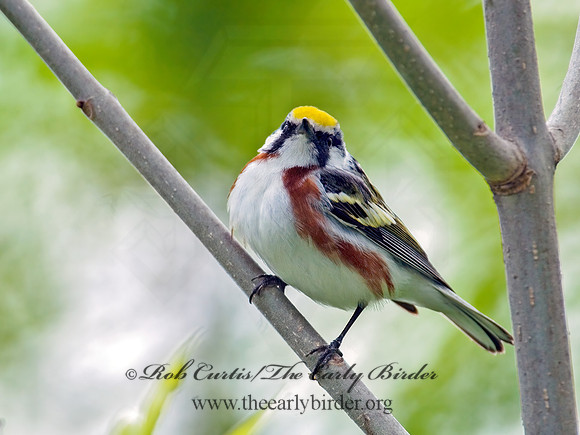 Setophaga pennsylvanica  CHESTNUT-SIDED WARBLER 6006068z
