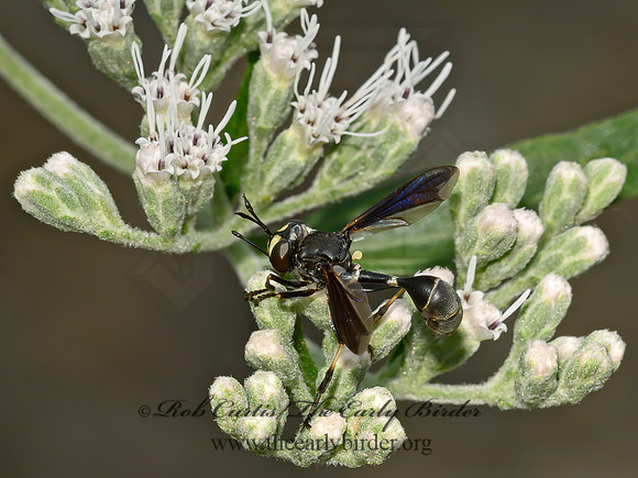Physocephala tibialis  THICK-HEADED FLY 9064639z