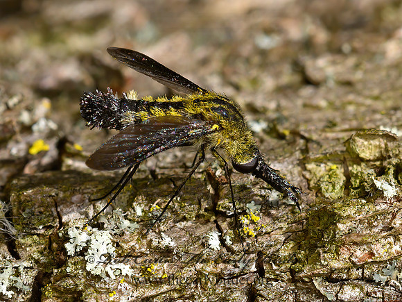 Lepidophora lepidocera  ECLIMINAE BEE FLY  HUMPBACK BEE FLY 9063789z