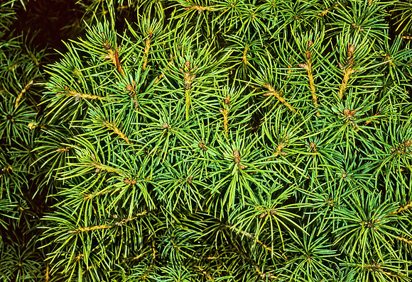 Picea glauca  DWARF WHITE SPRUCE 215130z