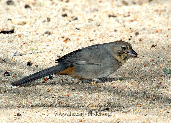 Melozone fusca  CANYON TOWHEE 5005144z