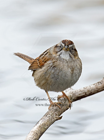 Melospiza georgiana  SWAMP SPARROW 9021662z