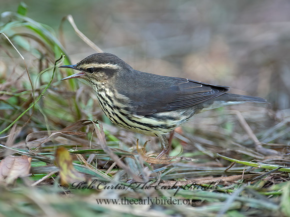 Parkesia noveboracensis  NORTHERN WATERTHRUSH 8029131z
