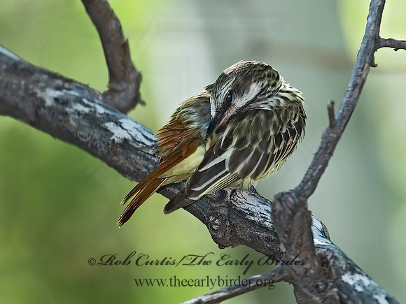 Myiodynastes luteiventris  SULPHUR-BELLIED FLYCATCHER 7007753z