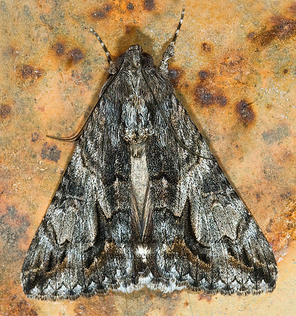 Melipotis jucunda MERRY MELIPOTIS MOTH 6024803 z