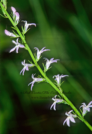 Lobelia spicata  PALE SPIKED LOBELIA 267520z