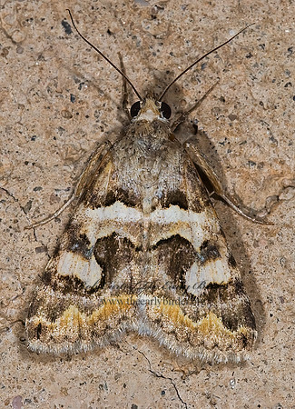 Bulia deducta MELIPOTINI EREBID MOTH 6025125 z