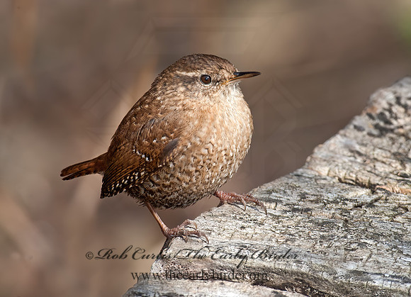 Troglodytes hiemalis  WINTER WREN 8033862z