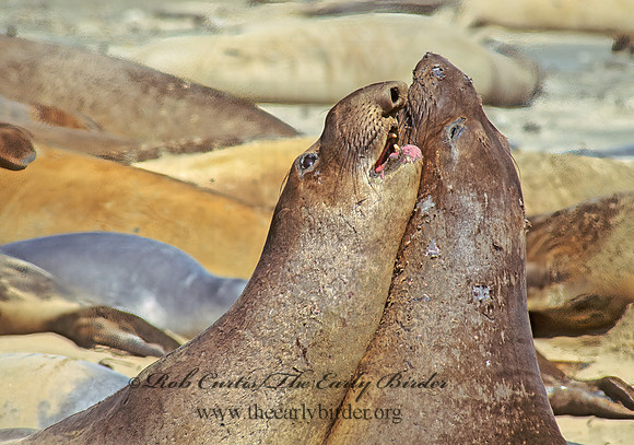 Mirounga angustirostris  NORTHERN ELEPHANT SEAL 110821z