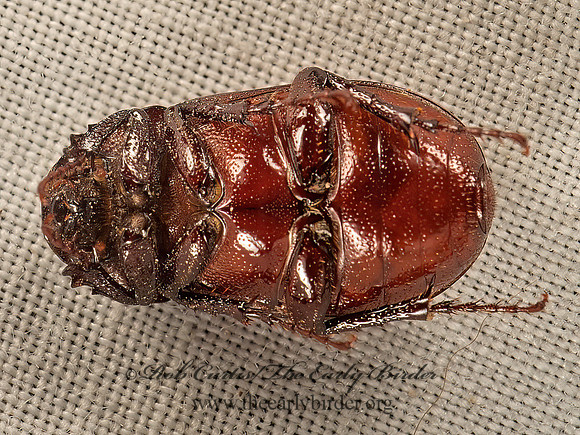 Diplotaxis brevicollis-haydenii  MAY BEETLE 9050711z