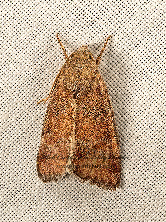 Noctuidae OWLET MOTH  9047985z