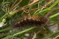 Estigmene acrea  SALT MARSH MOTH 3039578z