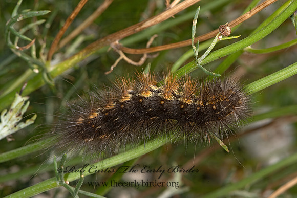 Estigmene acrea  SALT MARSH MOTH 3039578z