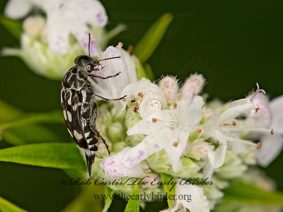 Hoshihananomia octopunctata  TUMBLING FLOWER BEETLE 9047474z