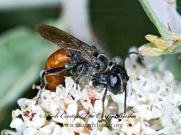 Prionyx parkeri or thomae 7009839z