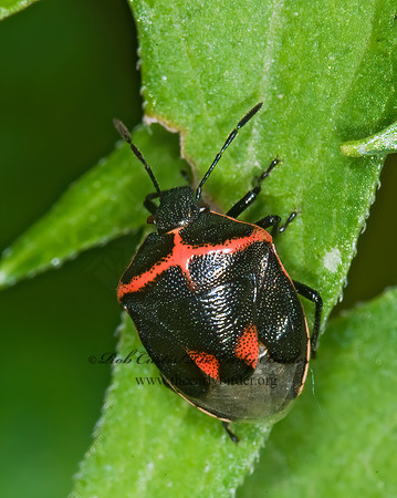 Cosmopepla lintneriana 6006935z