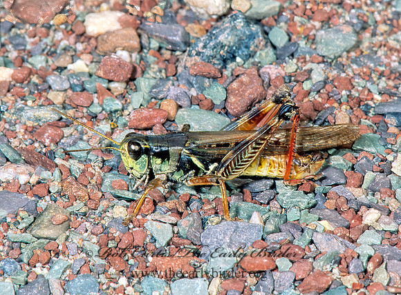 Melanoplus sanguinipes  MIGRATORY GRASSHOPPER 211521~z