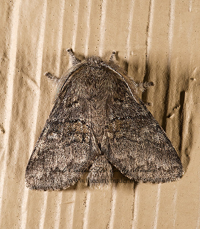 Gluphisia septentrionis 8007274z