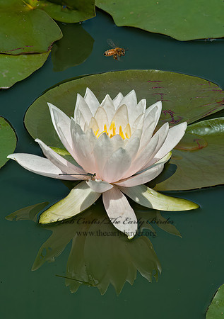 Nymphaea odorata  FRAGRANT WATER LILY 5011570z