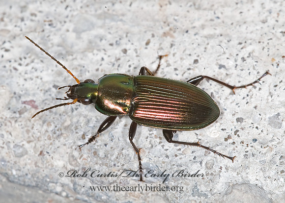 Poecilus chalcites 6013018z